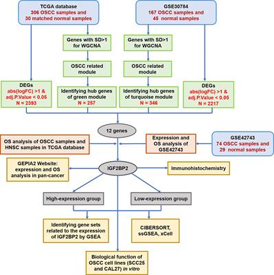 Upregulation of IGF2BP2 Promotes Oral Squamous Cell Carcinoma Progression That Is Related to Cell Proliferation, Metastasis and Tumor-Infiltrating Immune Cells